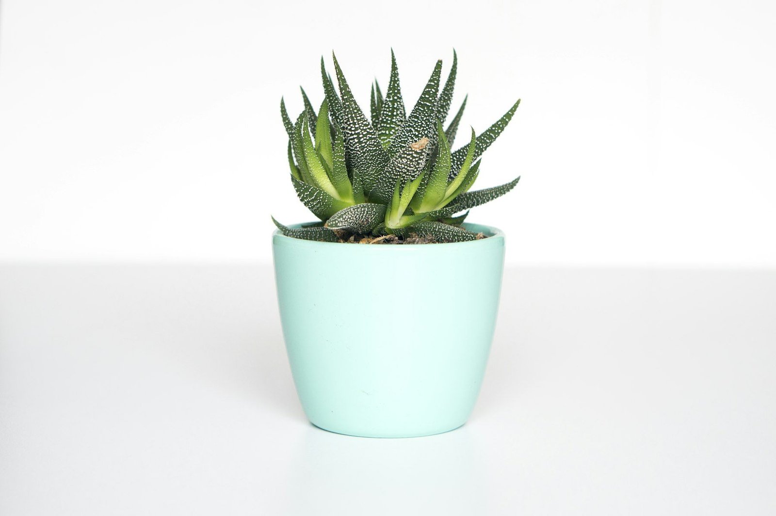 product-plant product-plant